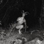 Urban Legends