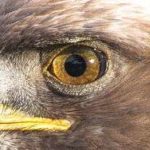 On the Wings of Eagles.
